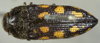 Media type: image;   Entomology 8024 Aspect: habitus dorsal view